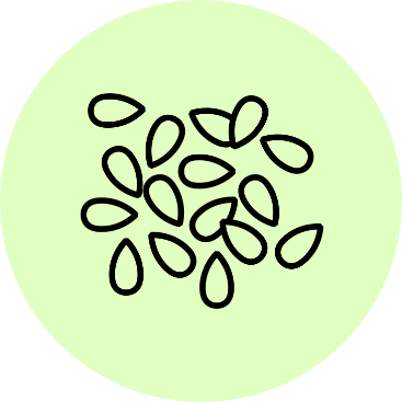sesam